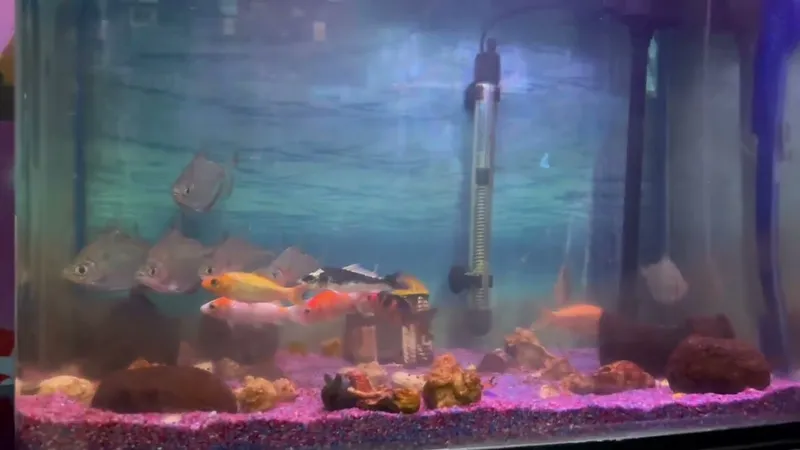 The 82L Community Tank
